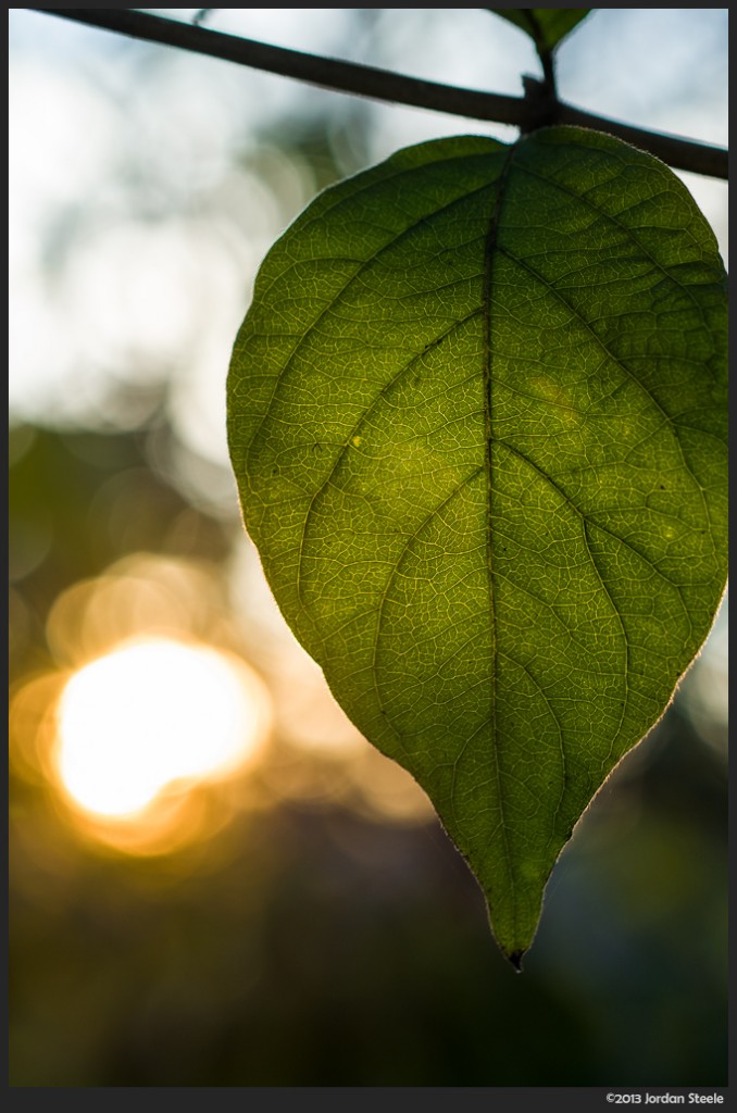 Leaf - Fujifilm X-E1 with Fujinon XF 60mm f/2.4 R @ f/4