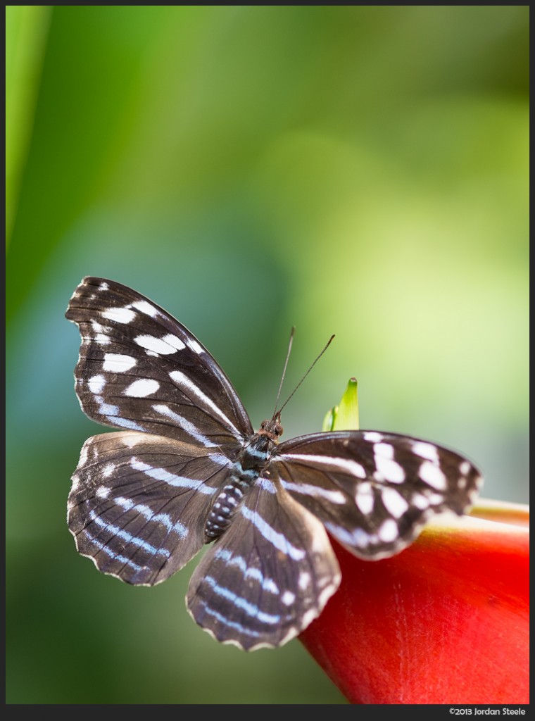 Butterfly - Fujifilm X-E1 with Fujinon XF 60mm f/2.4 R @ f/2.4