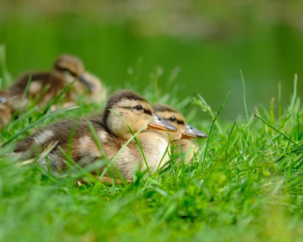 Ducklings - Fujifilm X-E1 with Fujinon XF 60mm f/2.4 R @ f/2.4