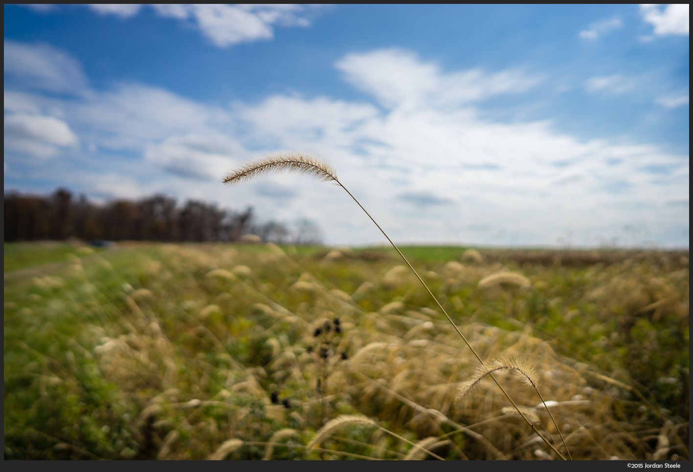 Grass in the Wind - Sony A7 II with Zeiss Batis 25mm f/2 Distagon @ f/2