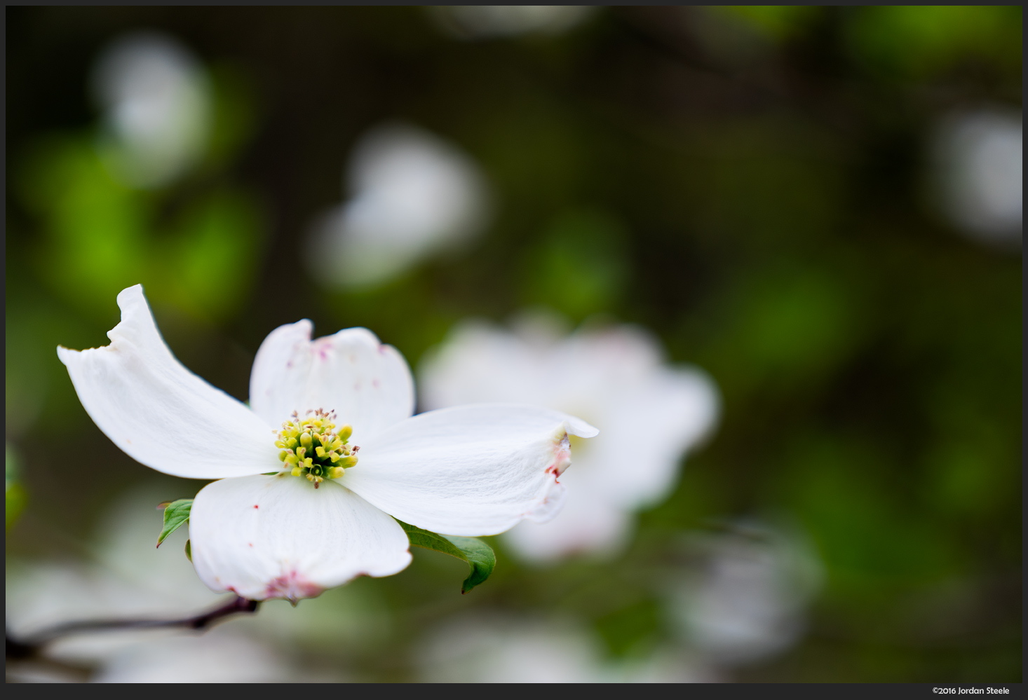 Blossom - Sony A7 II with Sony 24-70mm f/2.8 GM @ 70mm, f/2.8