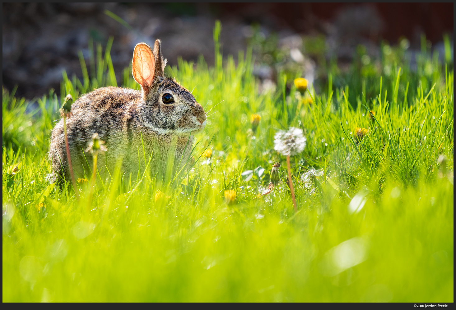 Bunny - Sony A7 III With Sigma 100-400mm f/5-6.3 @ 400mm, f/6.3,