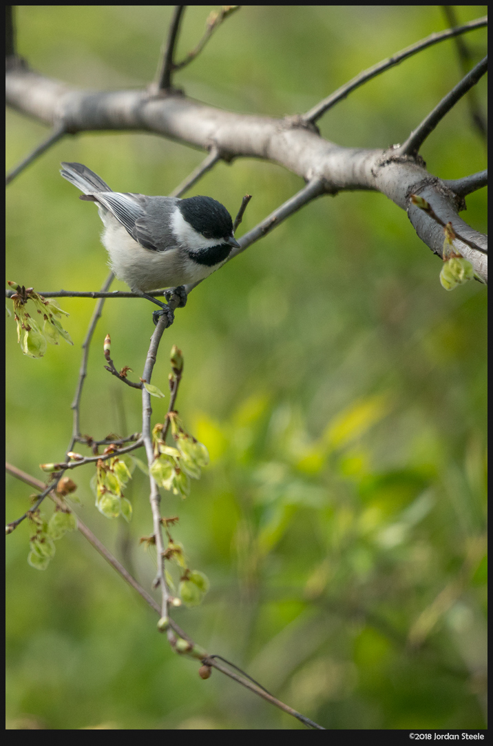 Chickadee - Sony A7 III with Sigma 100-400mm f/5-6.3 @