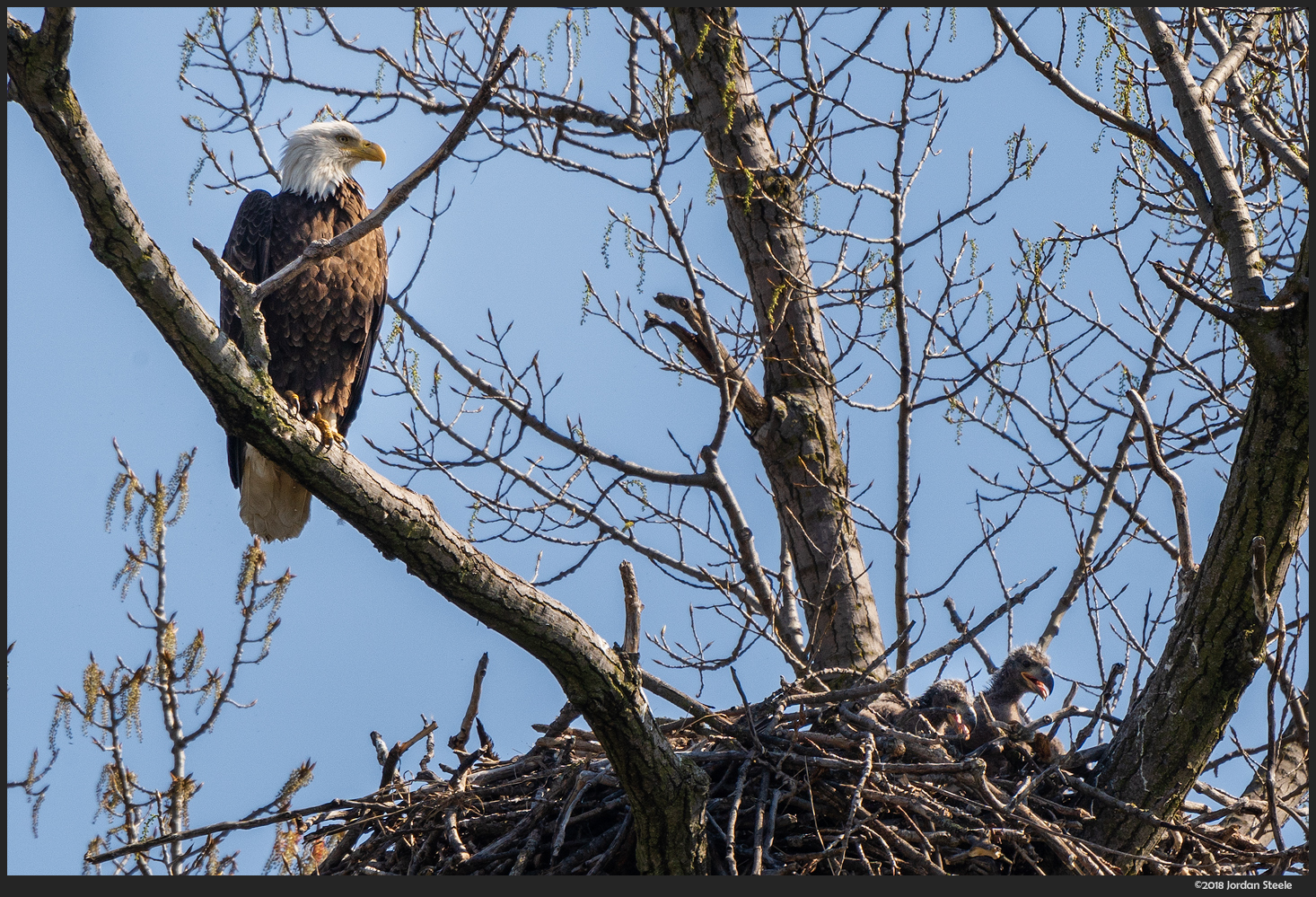 Standing Guard - Sony A7 III With Sigma 100-400mm + 1.4x TC @ 560mm, f/14, 1/200s, ISO 200