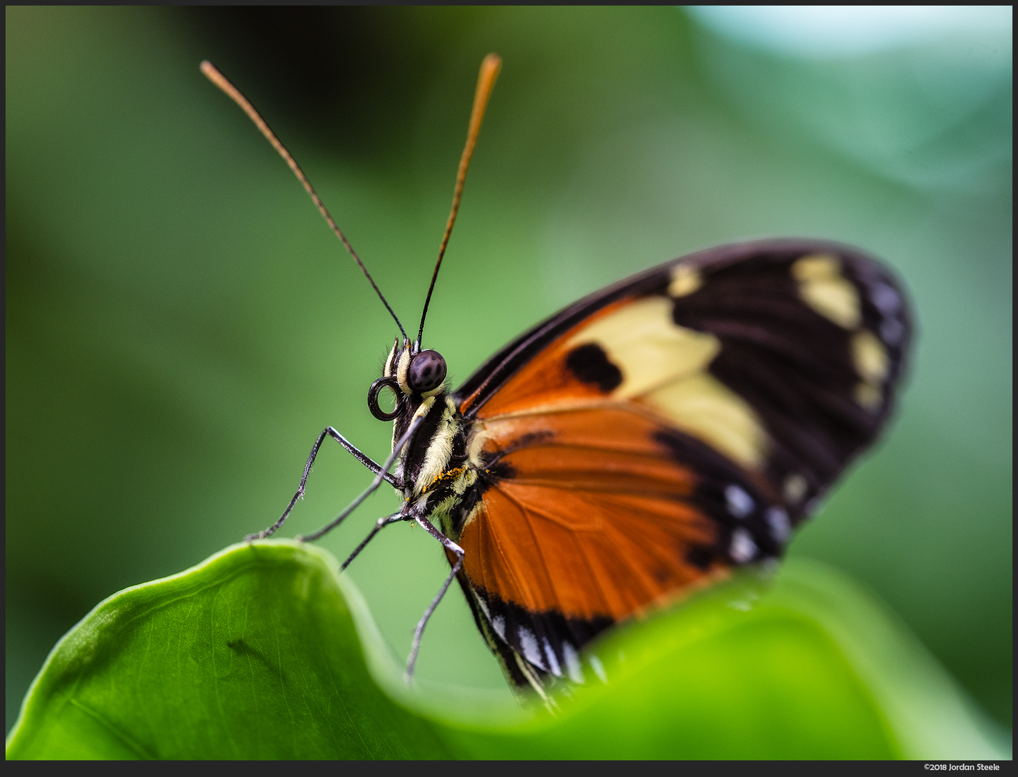 Vernederen Staan voor Stevig Fuji 80mm f/2.8 Macro Review - Admiring Light