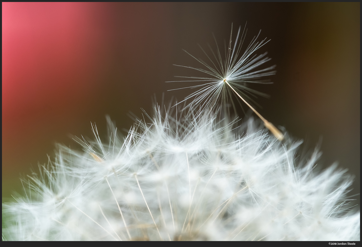 Vernederen Staan voor Stevig Fuji 80mm f/2.8 Macro Review - Admiring Light